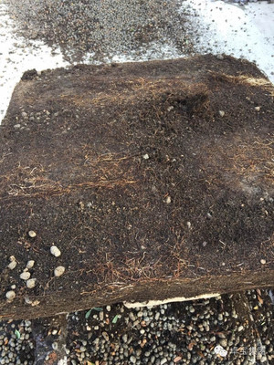 卓寶科技再添兩款耐根穿刺防水卷材，持續(xù)引領(lǐng)行業(yè)創(chuàng)新